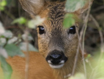 Srna (Capreolus capreolus)