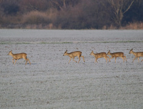 Srnčí zvěř (Capreolus capreolus)