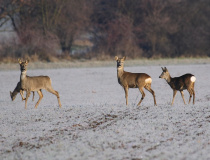 Srnčí zvěř (Capreolus capreolus)