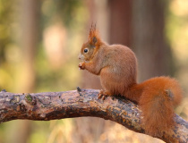 Veverka obecná (Sciurus vulgaris)