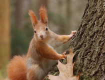 Veverka obecná (Sciurus vulgaris)