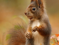 Veverka obecná (Sciurus vulgaris)