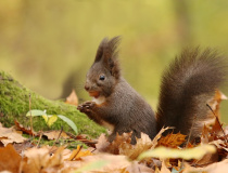 Veverka obecná (Sciurus vulgaris)