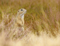 Sysel obecný (Spermophilus citellus)