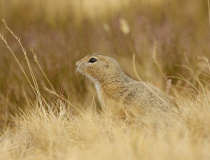 Sysel obecný (Spermophilus citellus)