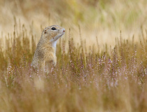 Sysel obecný (Spermophilus citellus)