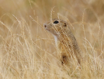 Sysel obecný (Spermophilus citellus)