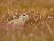 Sysel obecný (Spermophilus citellus)